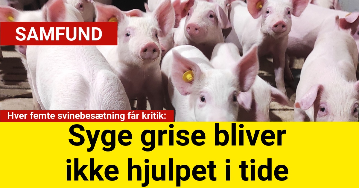 Fødevarestyrelsens kontrol afslører alvorlige svigt i håndteringen af syge og tilskadekomne grise hos danske landmænd.