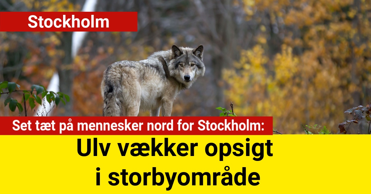 – set tæt på mennesker nord for Stockholm