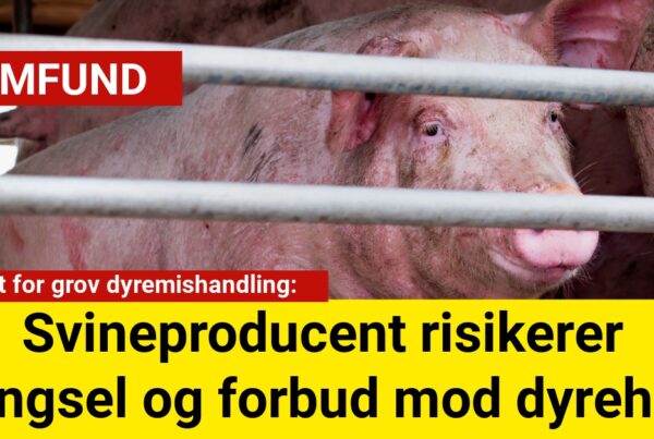 Tiltalt for grov dyremishandling: