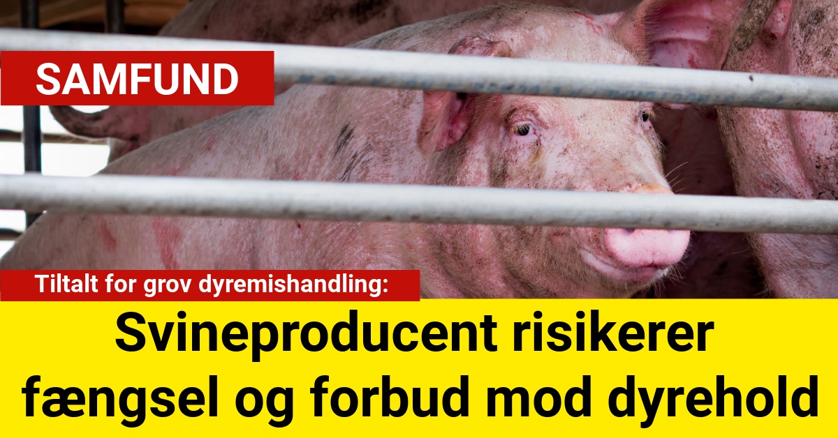 Tiltalt for grov dyremishandling: