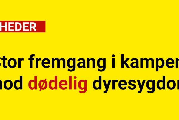 Stor fremgang i kampen mod dødelig dyresygdom