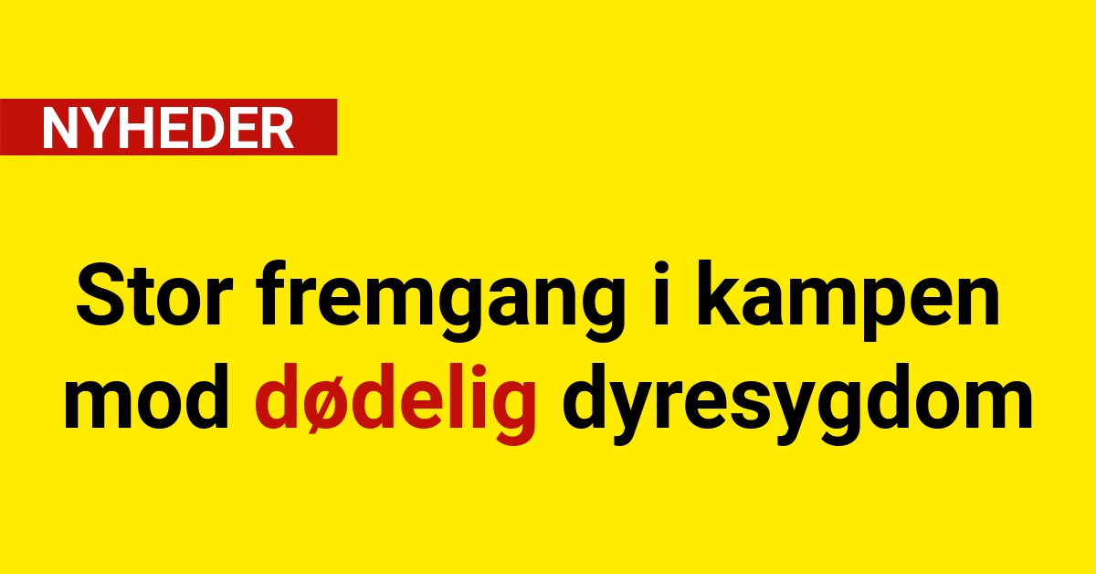 Stor fremgang i kampen mod dødelig dyresygdom