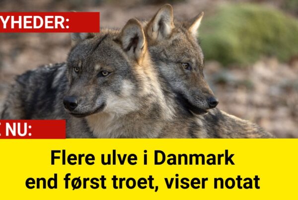 Flere ulve i Danmark end først troet, viser notat