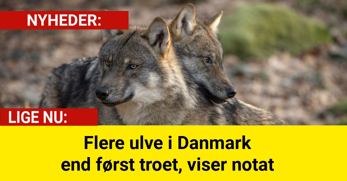 Flere ulve i Danmark end først troet, viser notat