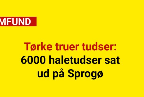 Tørke truer tudser: 6000 haletudser sat ud på Sprogø