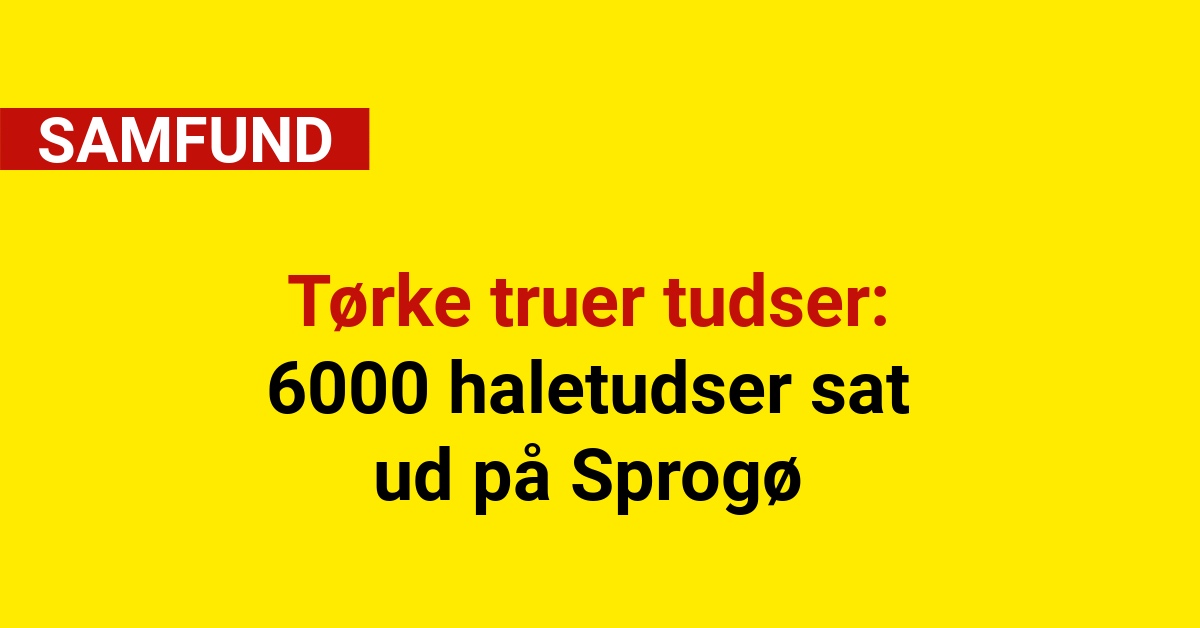 Tørke truer tudser: 6000 haletudser sat ud på Sprogø