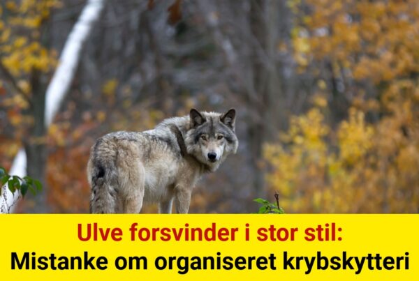 Ulve forsvinder i stor stil: Mistanke om organiseret krybskytteri