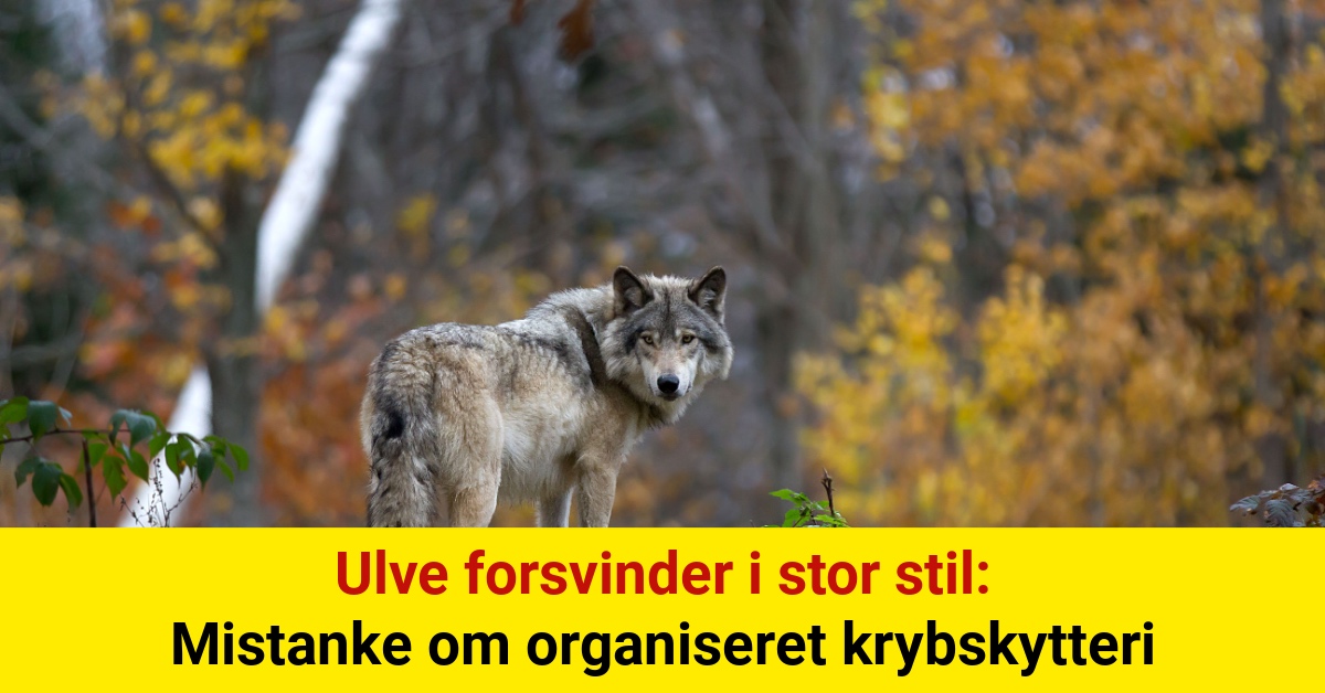 Ulve forsvinder i stor stil: Mistanke om organiseret krybskytteri