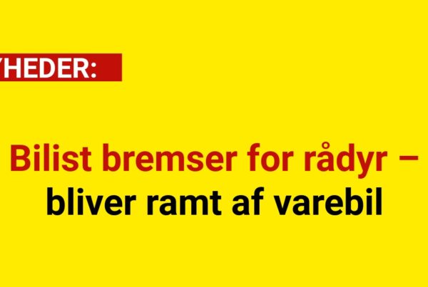 Bilist bremser for rådyr – bliver ramt af varebil