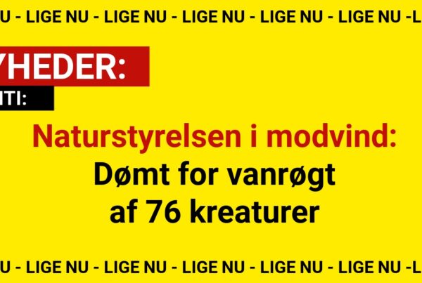 Naturstyrelsen i modvind: Dømt for vanrøgt af 76 kreaturer