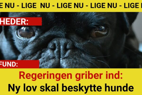 Regeringen griber ind: Ny lov skal beskytte hunde