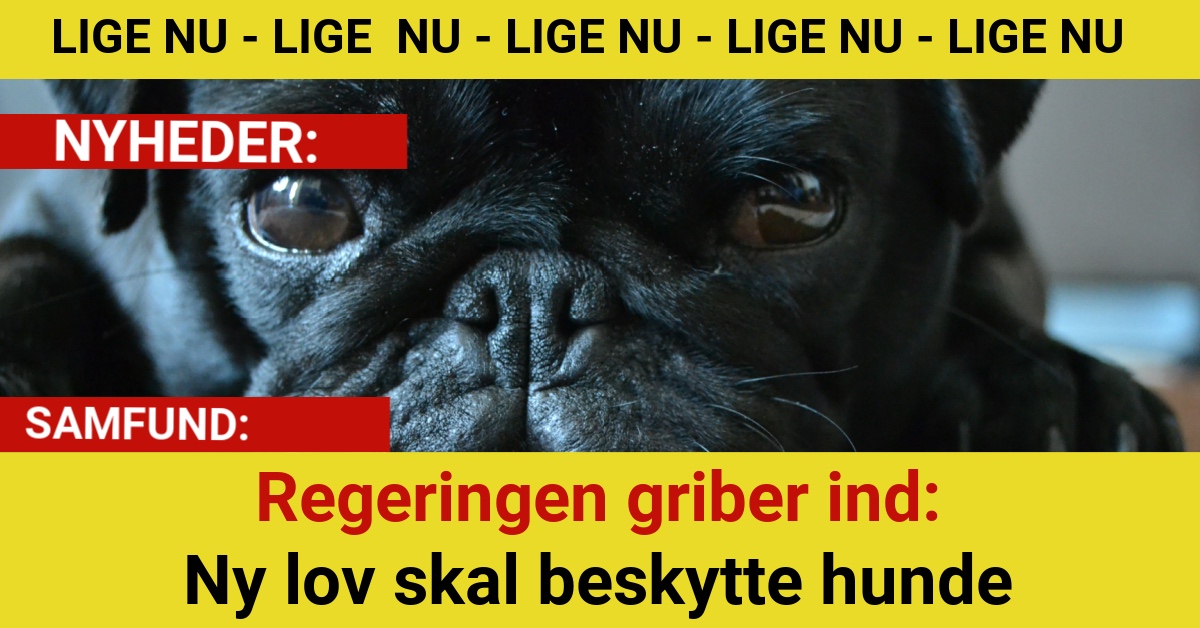 Regeringen griber ind: Ny lov skal beskytte hunde