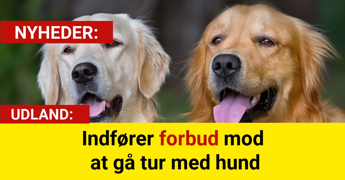 Indfører forbud mod at gå tur med hund