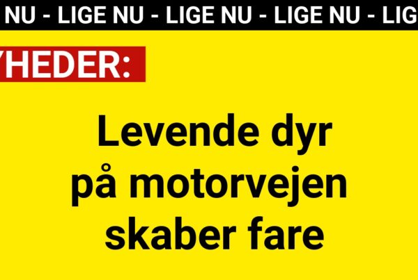 Levende dyr på motorvejen skaber fare
