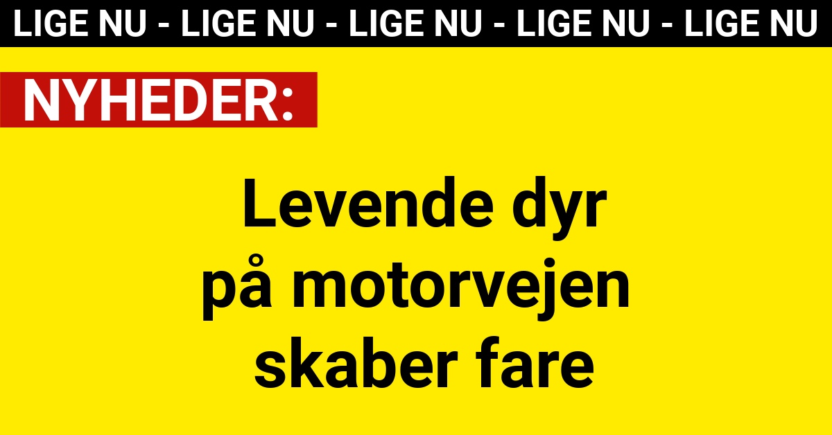 Levende dyr på motorvejen skaber fare