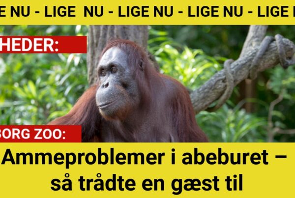 Ammeproblemer i abeburet – så trådte en gæst til