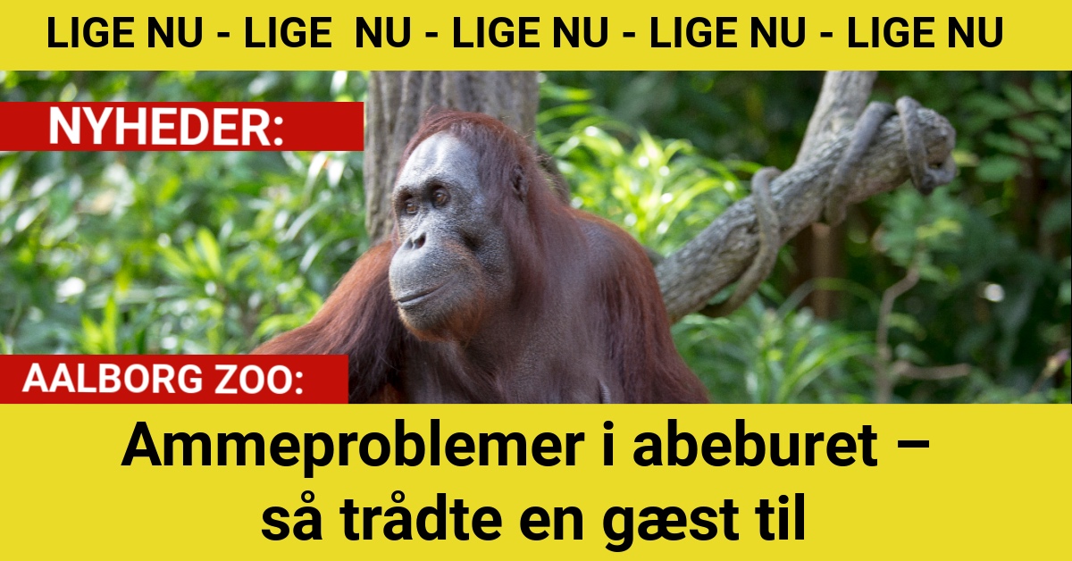 Ammeproblemer i abeburet – så trådte en gæst til