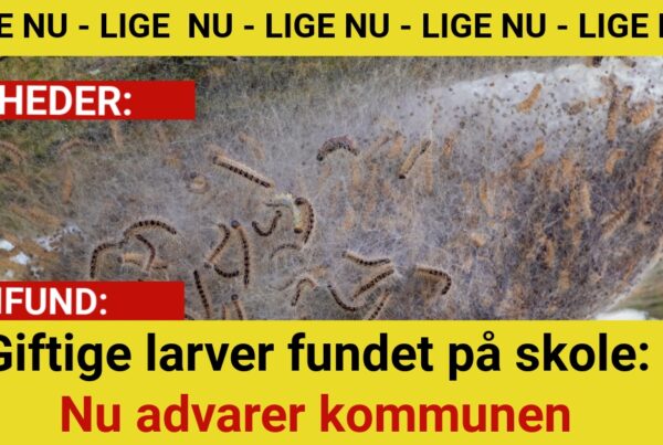 Giftige larver fundet på skole: Nu advarer kommunen