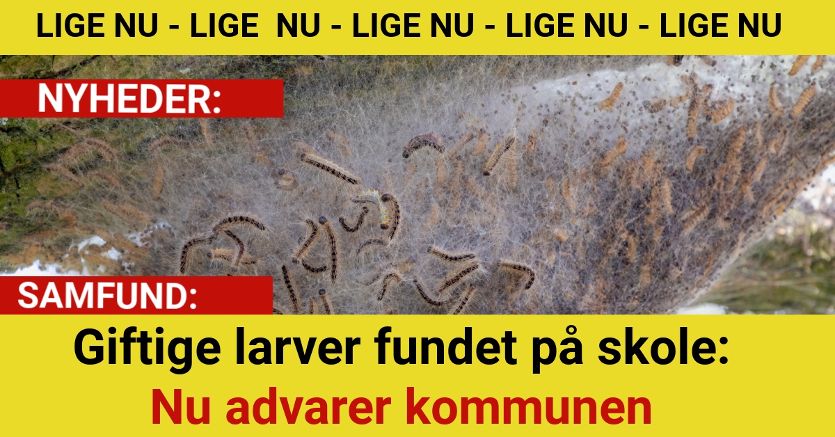 Giftige larver fundet på skole: Nu advarer kommunen