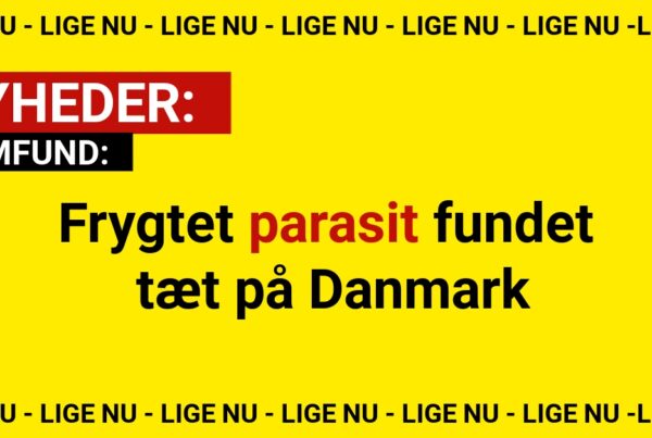 Frygtet parasit fundet tæt på Danmark