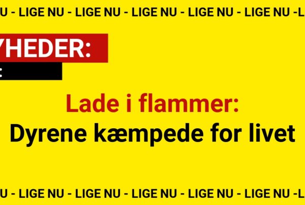 Lade i flammer: Dyrene kæmpede for livet