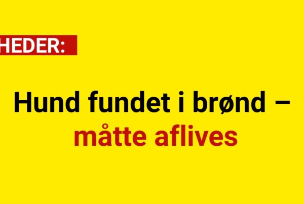 Hund fundet i brønd – måtte aflives