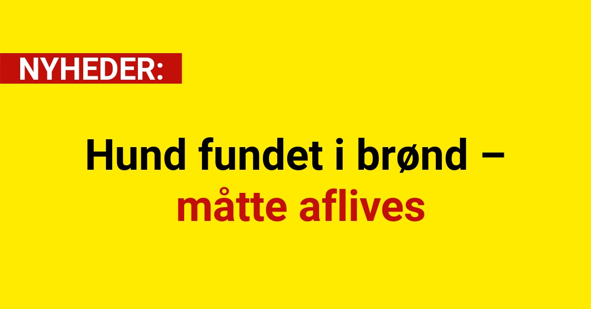 Hund fundet i brønd – måtte aflives