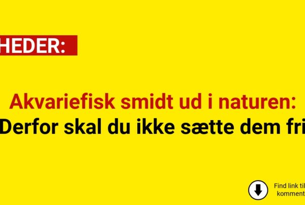 Akvariefisk smidt ud i naturen: Derfor skal du ikke sætte dem fri
