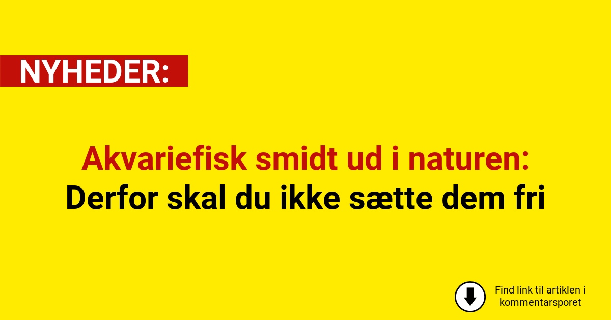 Akvariefisk smidt ud i naturen: Derfor skal du ikke sætte dem fri