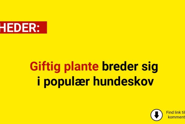 Giftig plante breder sig i populær hundeskov