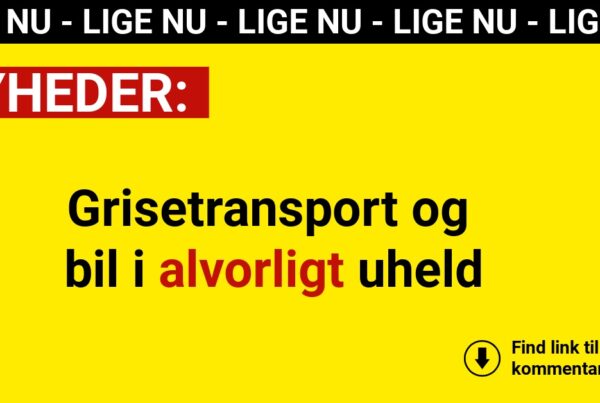 Grisetransport og bil i alvorligt uheld