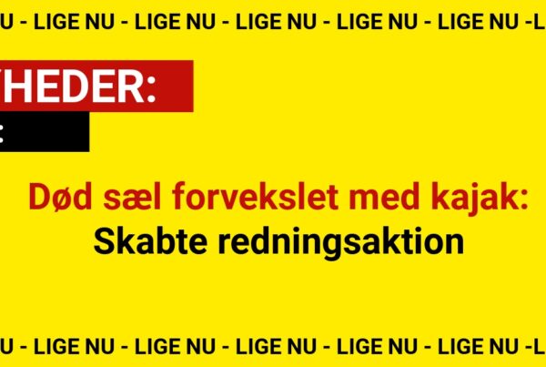 Død sæl forvekslet med kajak: Skabte redningsaktion