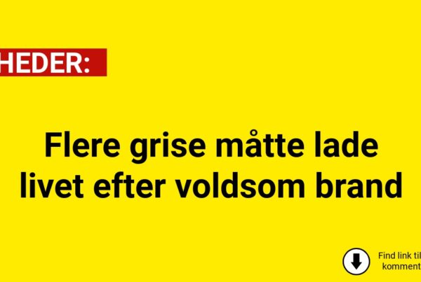 Flere grise måtte lade livet efter voldsom brand