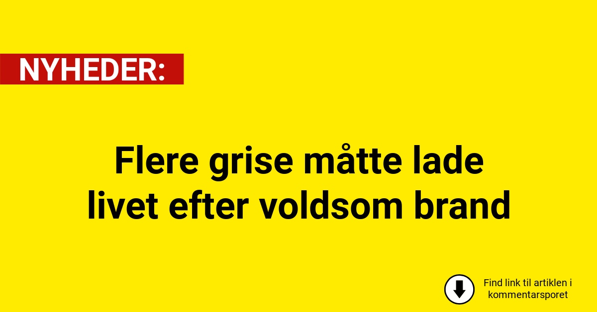 Flere grise måtte lade livet efter voldsom brand