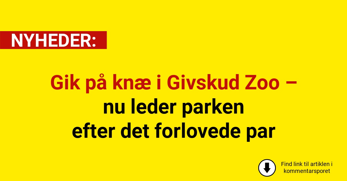 Gik på knæ i Givskud Zoo – nu leder parken efter det forlovede par