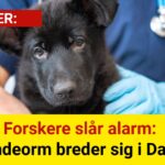 Forskere slår alarm: Ny hundeorm breder sig i Danmark