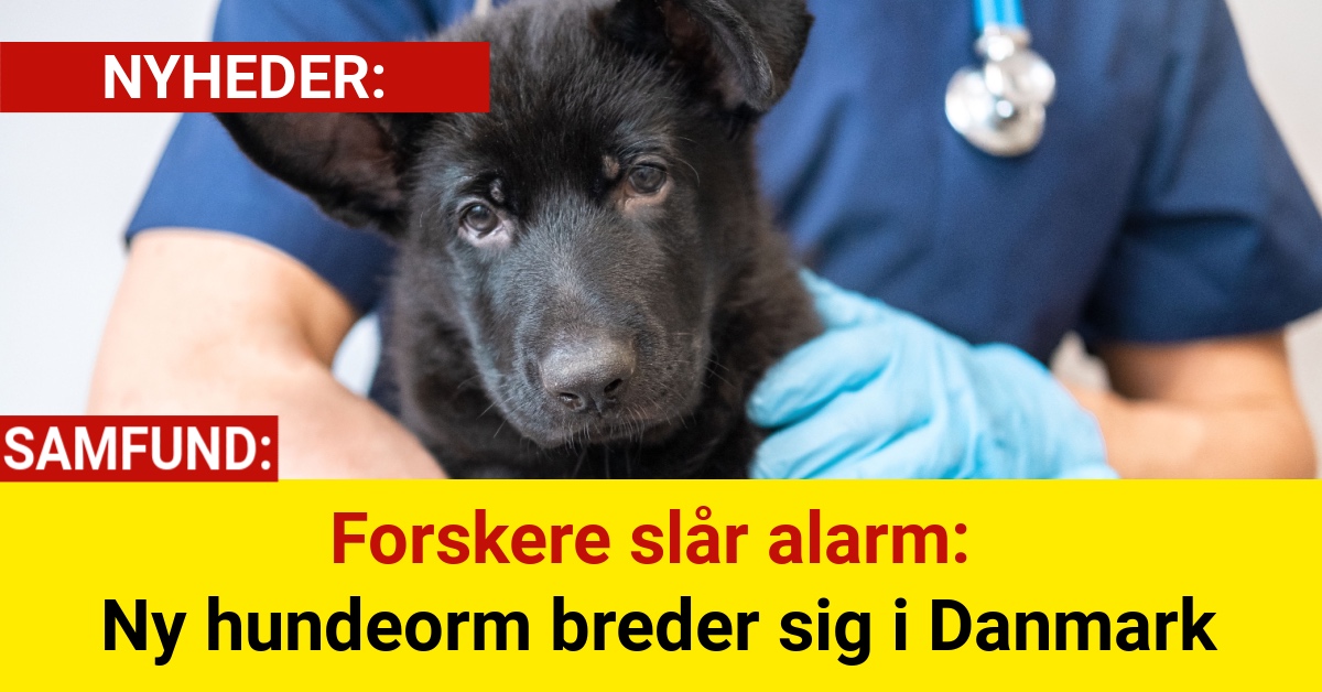 Forskere slår alarm: Ny hundeorm breder sig i Danmark