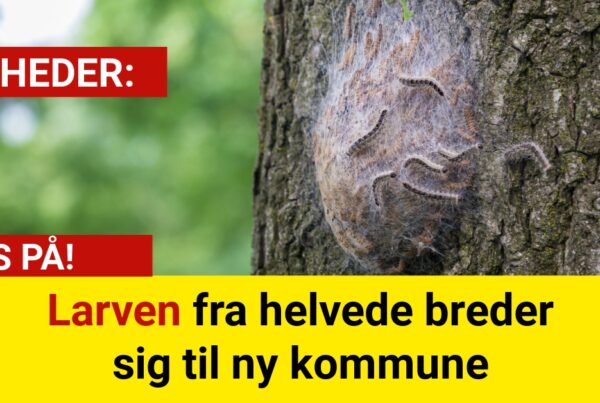 Larven fra helvede breder sig til ny kommune