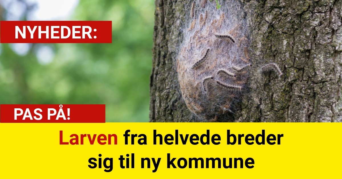 Larven fra helvede breder sig til ny kommune