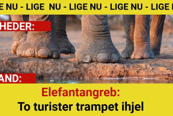 Elefantangreb: To turister trampet ihjel