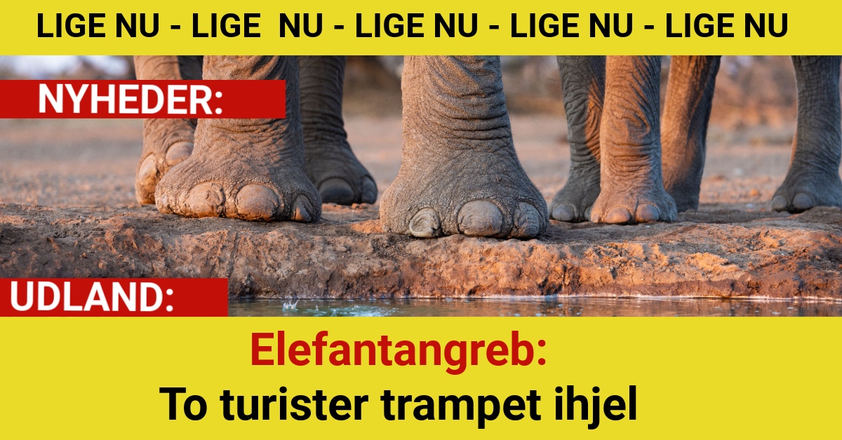 Elefantangreb: To turister trampet ihjel