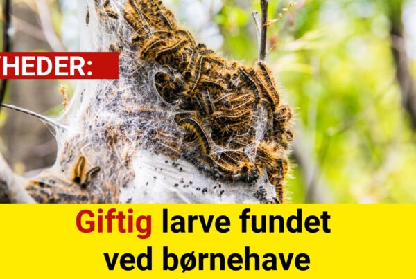Giftig larve fundet ved børnehave