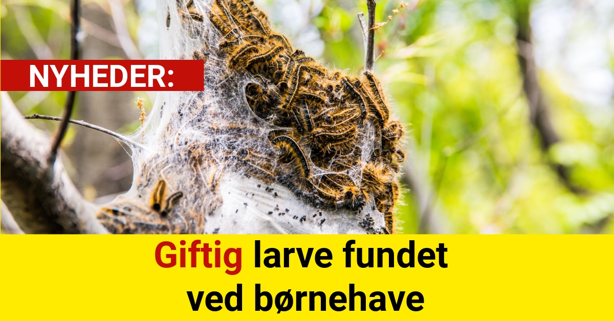 Giftig larve fundet ved børnehave