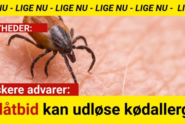 Forskere advarer: Flåtbid kan udløse kødallergi