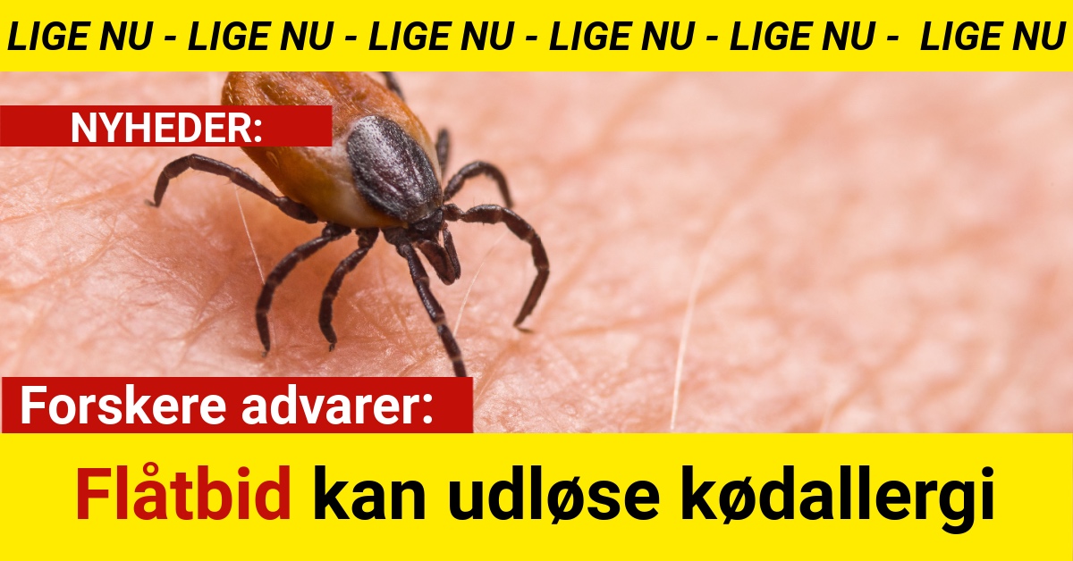 Forskere advarer: Flåtbid kan udløse kødallergi