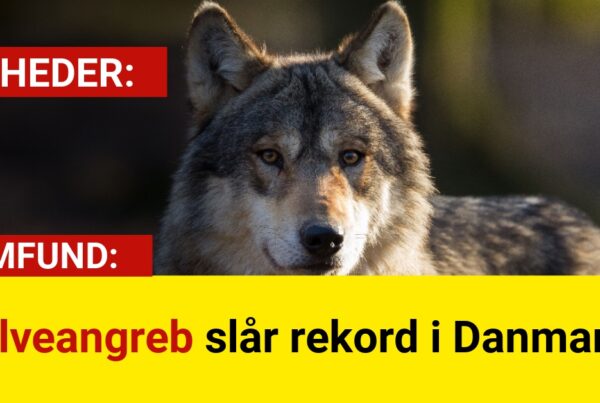 Ulveangreb slår rekord i Danmark