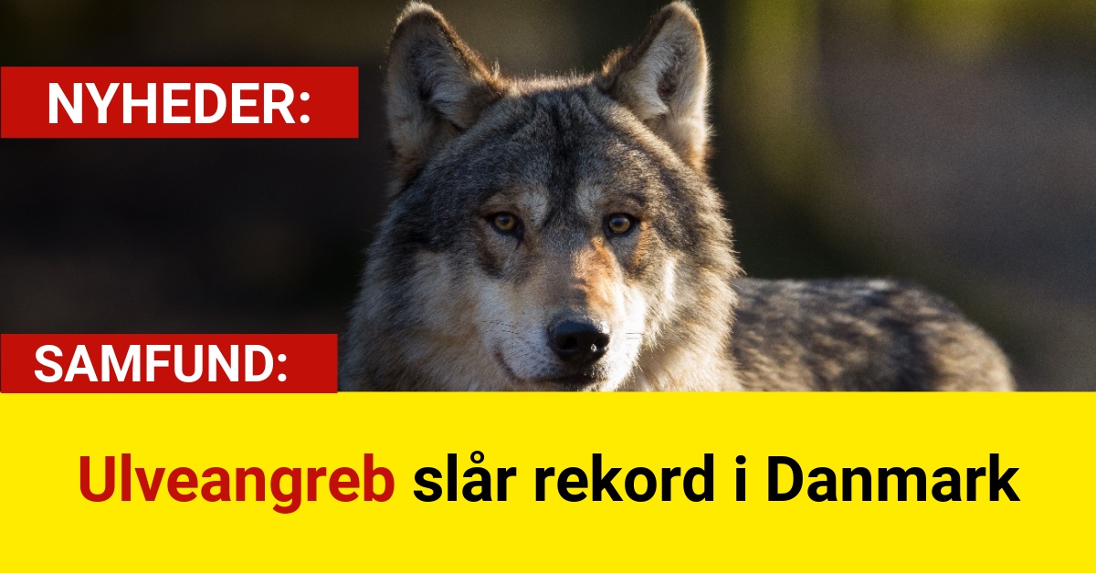 Ulveangreb slår rekord i Danmark