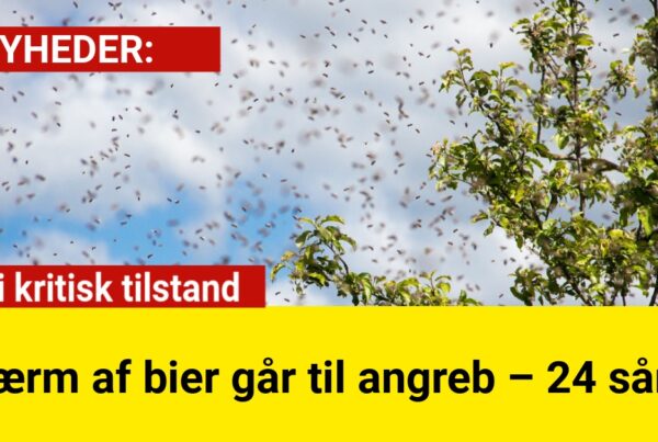 Sværm af bier går til angreb – 24 såret