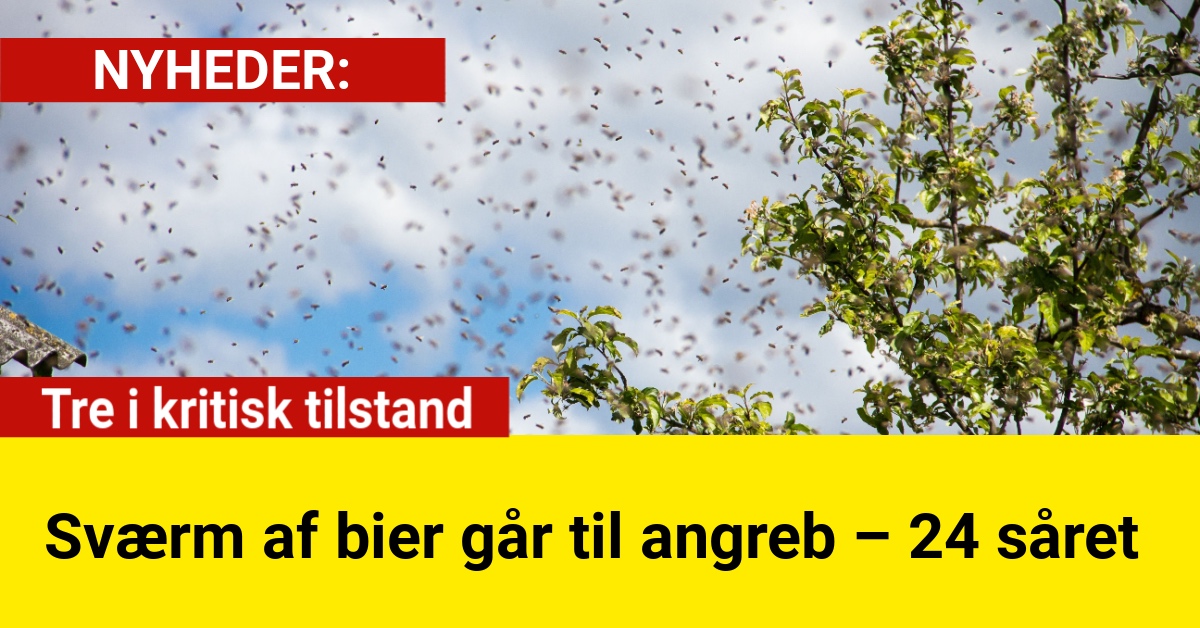 Sværm af bier går til angreb – 24 såret