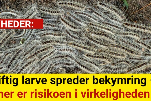 xGiftig larve spreder bekymring – her er risikoen i virkeligheden